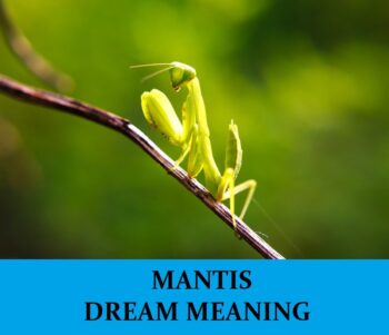 Descubre el significado de soñar con una Mantis Religiosa