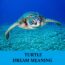 Significado del sueño de la tortuga - Los 17 mejores sueños sobre la tortuga