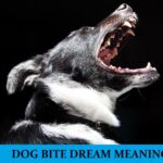 Significado del sueño de la mordedura de perro - Los 11 mejores sueños sobre la mordedura de perro