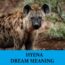 Significado del sueño de la hiena - Los 16 mejores sueños sobre la hiena