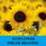El significado de los sueños con girasoles - Los 4 mejores sueños con girasoles
