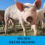 Significado de soñar con cerdos - Los 20 mejores sueños sobre cerdos