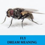Significado de soñar con moscas (insecto) - Los 28 mejores sueños sobre moscas