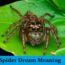 Sueño con arañas - Significado - Los 23 mejores sueños sobre arañas