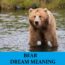 Qué significan los sueños de oso - Los 20 mejores sueños de oso