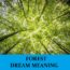 Significado de soñar con el bosque - Los 22 mejores sueños sobre el bosque
