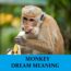 Significado del mono en sueños - Los 22 mejores sueños con el mono