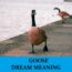 Significado del ganso soñado - Los 30 mejores sueños sobre el ganso